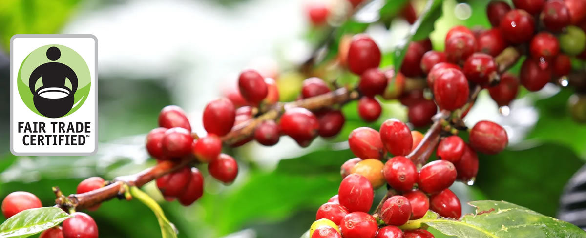 Image showcasing Fair Trade Organic Coffees